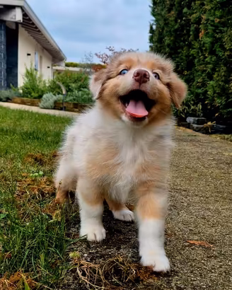 femminuccia pastore australiano red merle pedigree