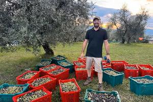 Uliveto da prendere in gestione