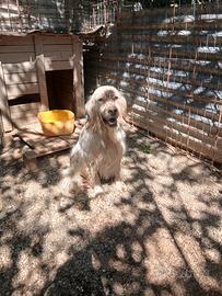 setter inglese