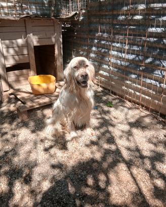 setter inglese