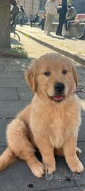 Cuccioli di golden retriver