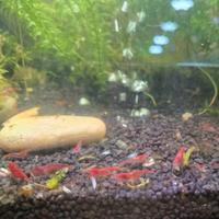 Gamberetti Crystal Red