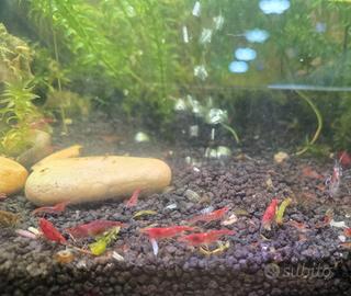 Gamberetti Crystal Red