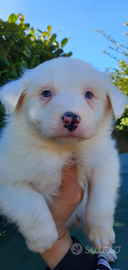 Pastore australiano pedigree enci