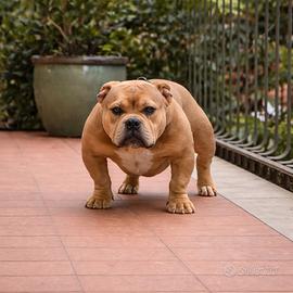 Cucciolone bully micro maschio 9 mesi