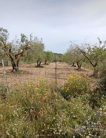 Oliveto
