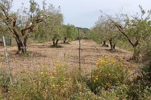 Oliveto