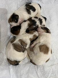 Cuccioli di shih tzu
