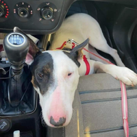 Cucciolona di bull terrier in adozione