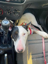 Cucciolona di bull terrier in adozione