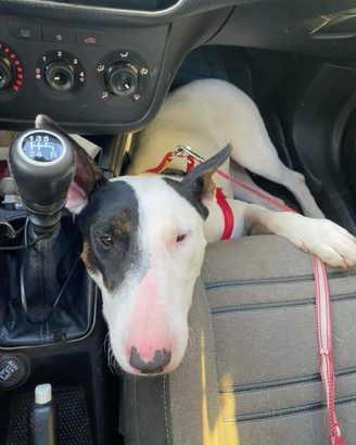 Cucciolona di bull terrier in adozione