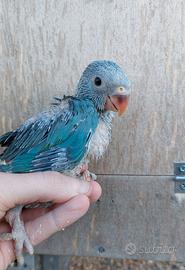 Parrocchetti dal collare