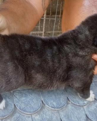 Cuccioli pastore del caucaso