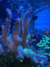 Coralli, macroalghe e pesce marino