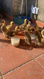 Anatre corritrici indiane pezzata( bianco + fulvo)