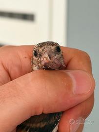 Cardellina anellata 2026