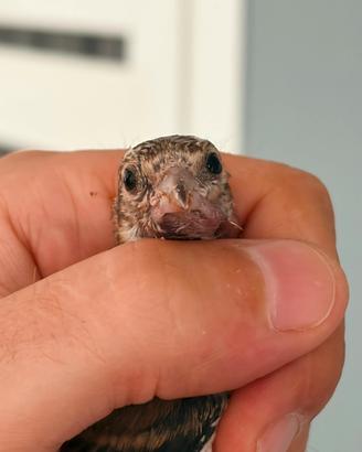 Cardellina anellata 2026