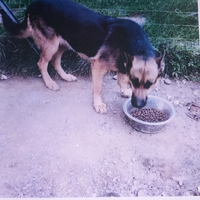 Dea 8 anni