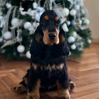 Cocker spaniel inglese