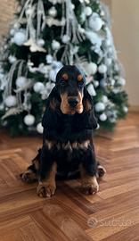 Cocker spaniel inglese