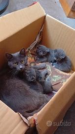 Splendidi gattini