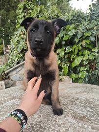 Cuccioli Pastore Belga Malinois