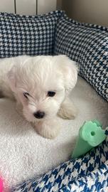 Cuccioli di maltese