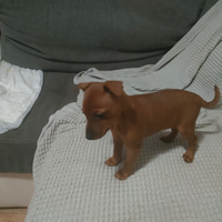 Piccola pincherina il 18 ha 2 mesi