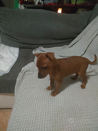 Piccola pincherina il 18 ha 2 mesi