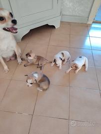 cuccioli pincher chihuahua 