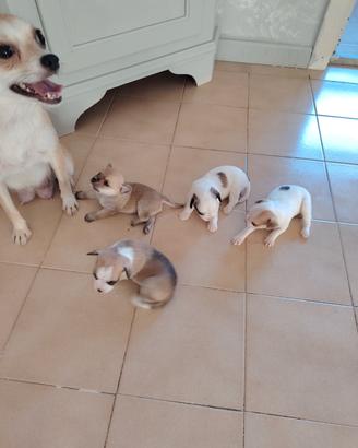 cuccioli pincher chihuahua 