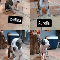 Cuccioli di Amstaff