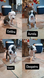 Cuccioli di Amstaff