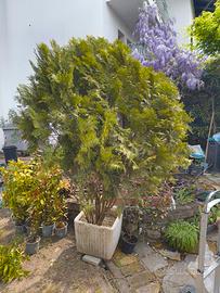Thuja