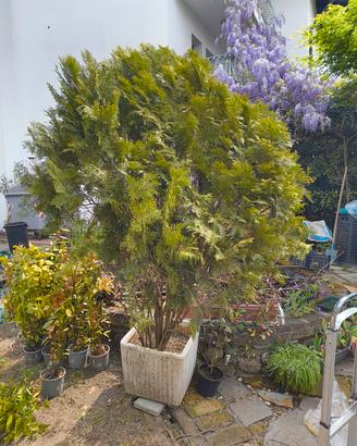 Thuja