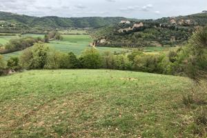 Terreno agricolo posizione collinare mq 10000