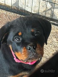 ROTTWEILER femmina 3 mesi