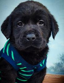 Labrador retriever