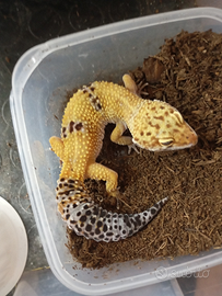 Geco leopardino