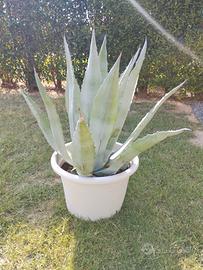 Agave Americana in vaso