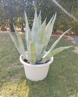 Agave Americana in vaso
