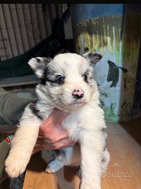 Border Collie