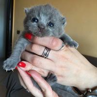 Scottish straigh e Scottish fold