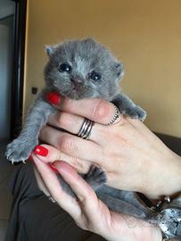 Scottish straigh e Scottish fold