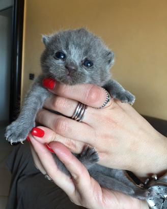 Scottish straigh e Scottish fold