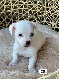 Jack Russell