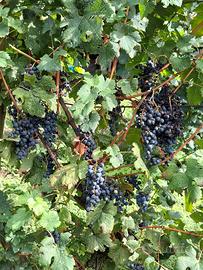 uva da vino