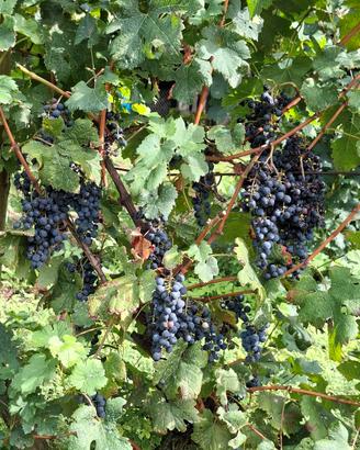uva da vino