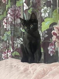 Gattina 4 mesi