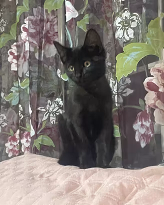 Gattina 4 mesi